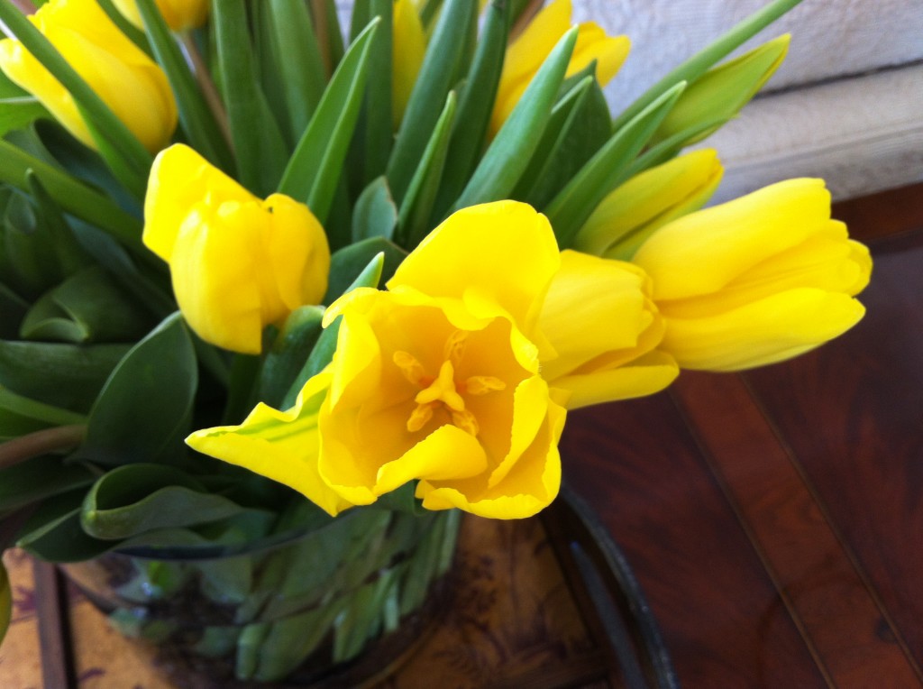 Tulips Close Up