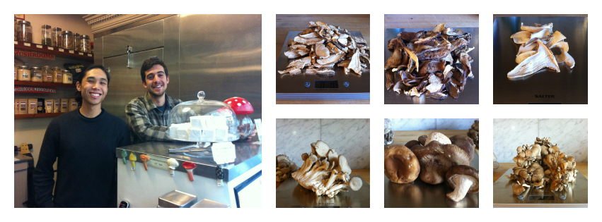 Far West Funghi Collage