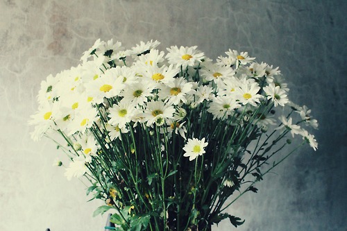 Mini Daisies