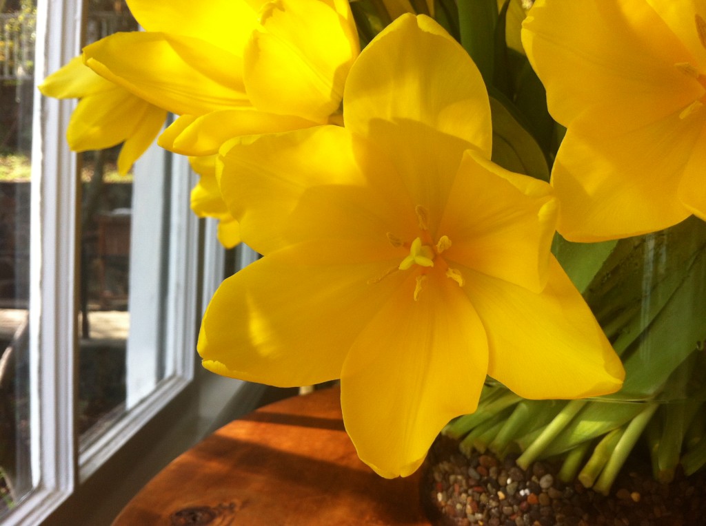 Tulips Open Close-up