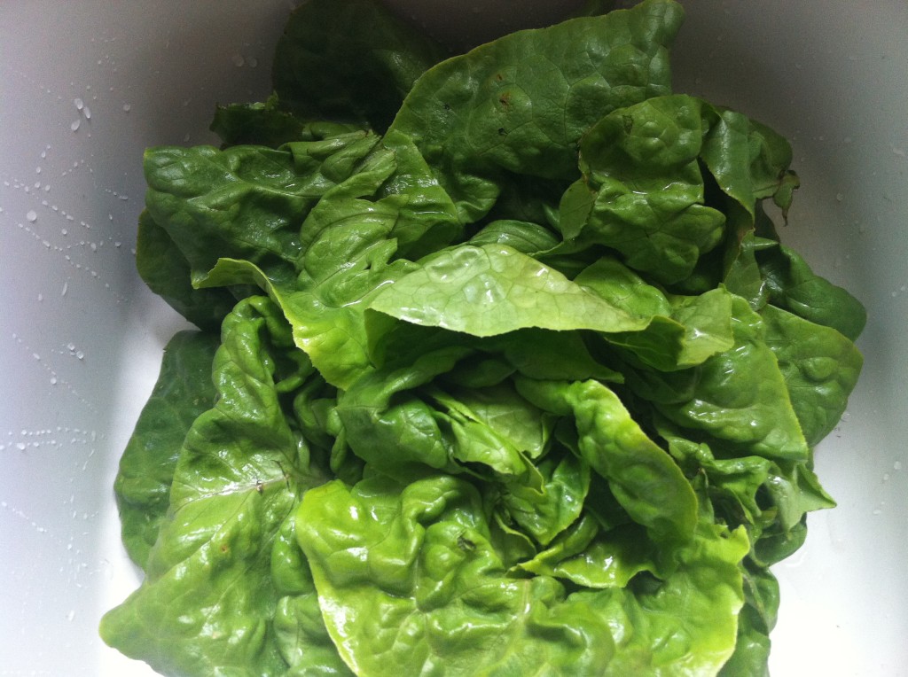 Butter Lettuce