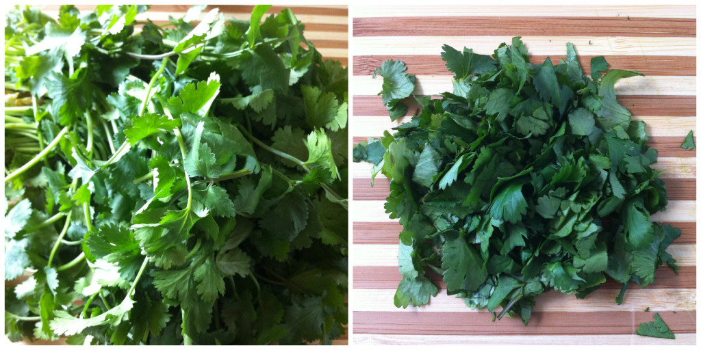 Cilantro Collage