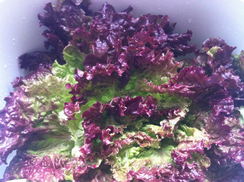 Red Leaf Lettuce