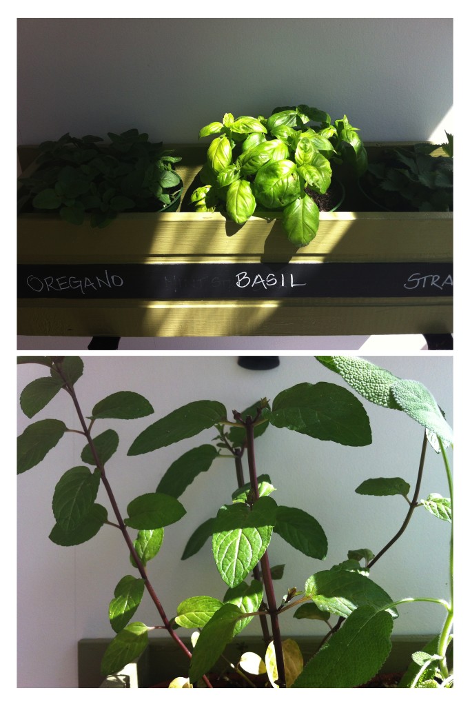 Basil Mint Posterino