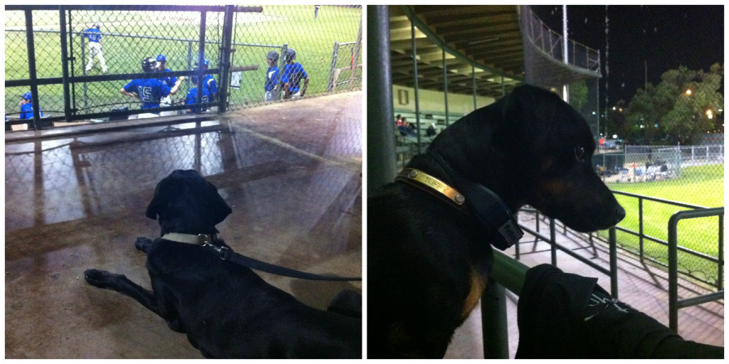 Duke & Tuffy Collage