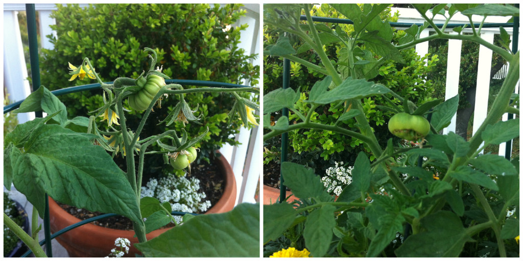 Tomato Collage