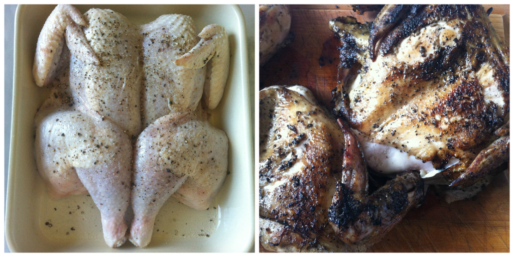 Chicken Collage