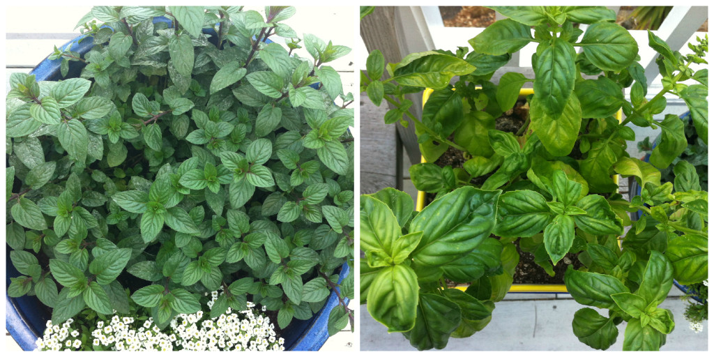 Mint-Basil Collage