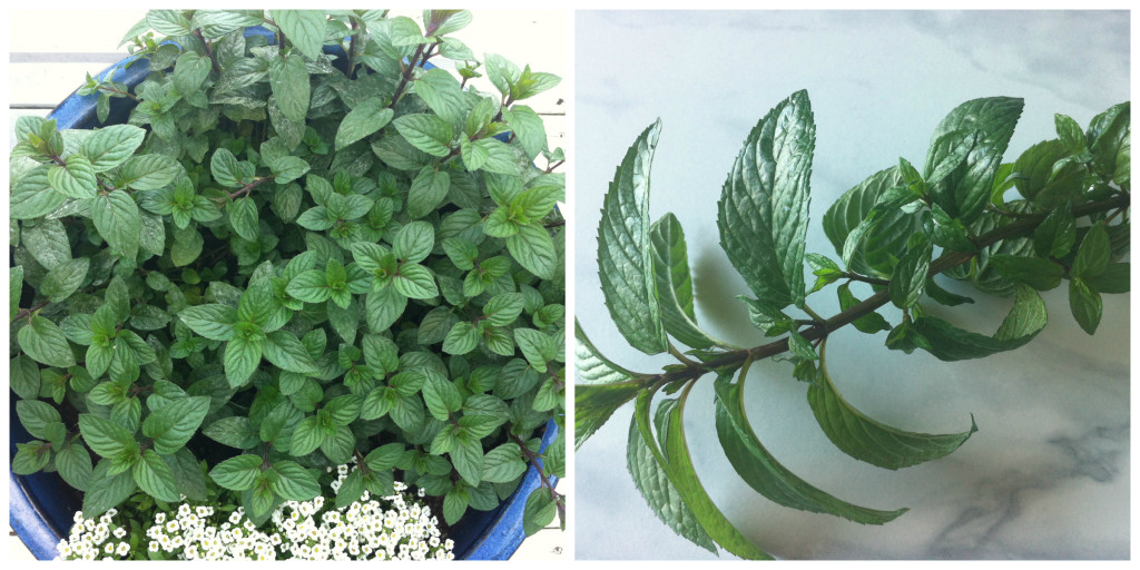 Mint Collage