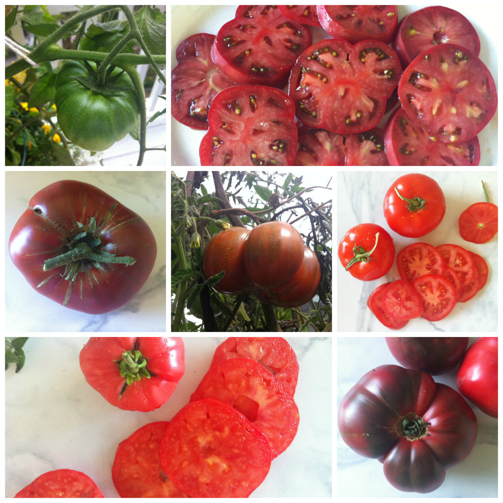 Tomato Collage